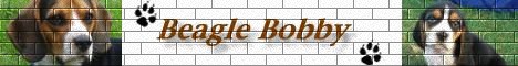 Eine Beagle Homepage mit netten Bildern und Geschichten